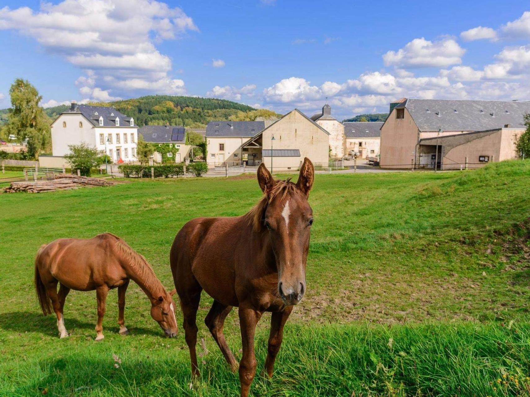 Cottage House Weyer - Mare&Filly Room エクステリア 写真